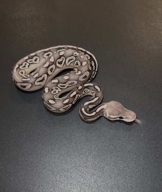Mystic Mojave Pastel HRA/Cinnamon doble het Ultramel Clown macho