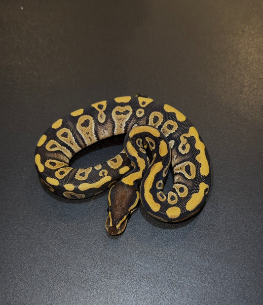 Mystic/Mojave YB 100% doble het Ultramel Clown