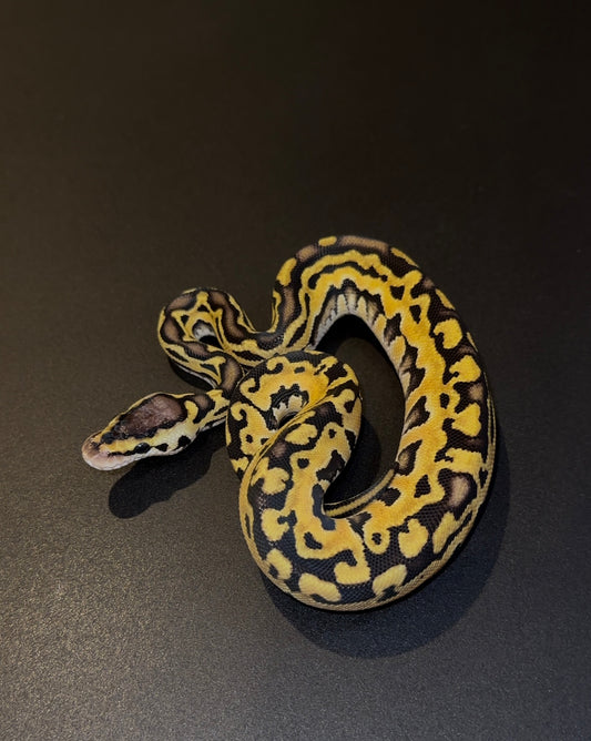 Pastel Puzzle hembra