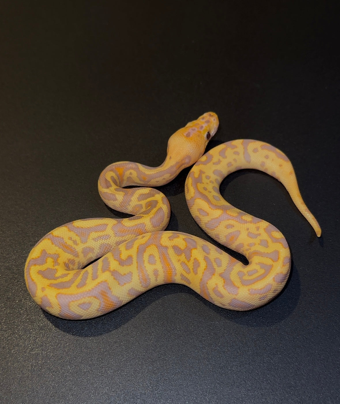Banana Confusion Hurricane Clown hembra