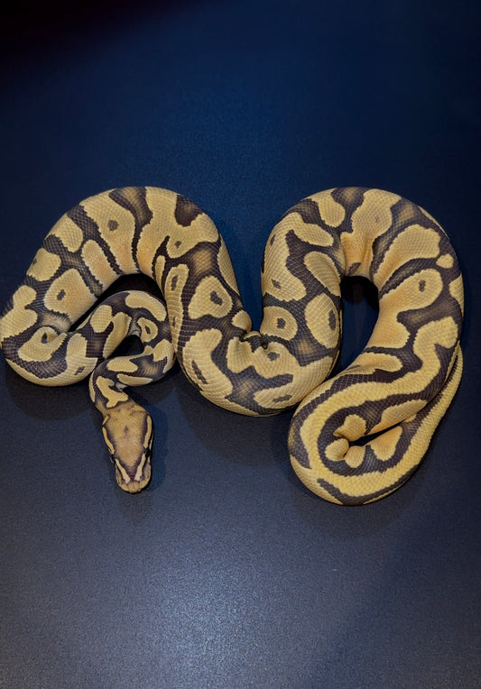 Orange Dream Hypo het Pied hembra 400 gramos