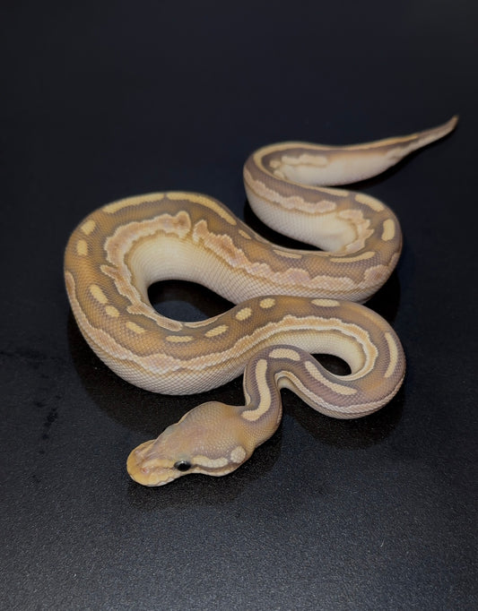 Black Pastel OD Lesser Calico YB Hypo hembra