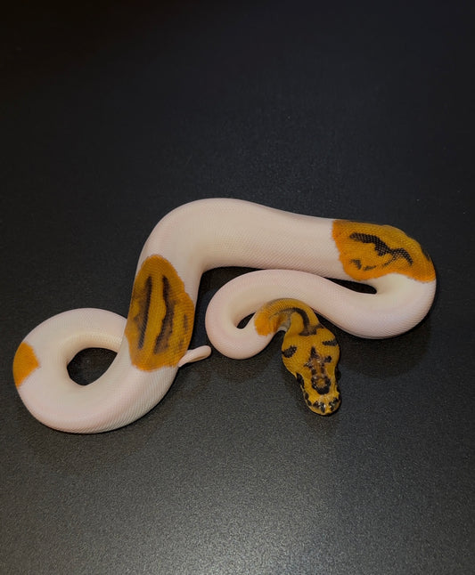 Clown Pied hembra