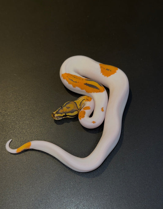 OD YB Hypo Pied macho