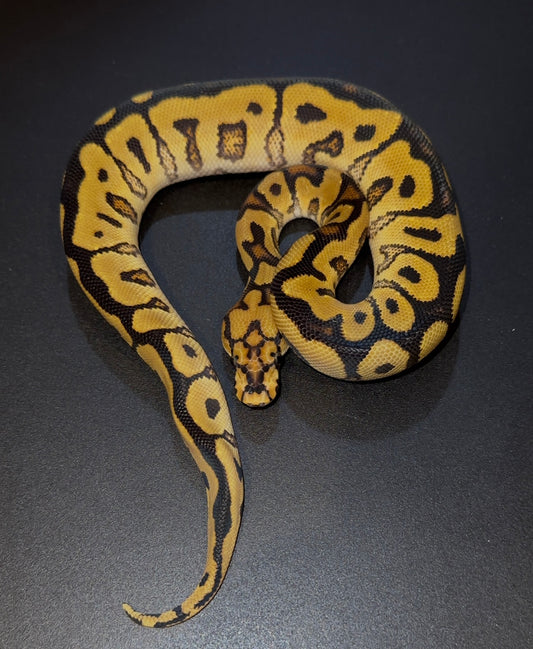 Spotnose YB Clown hembra