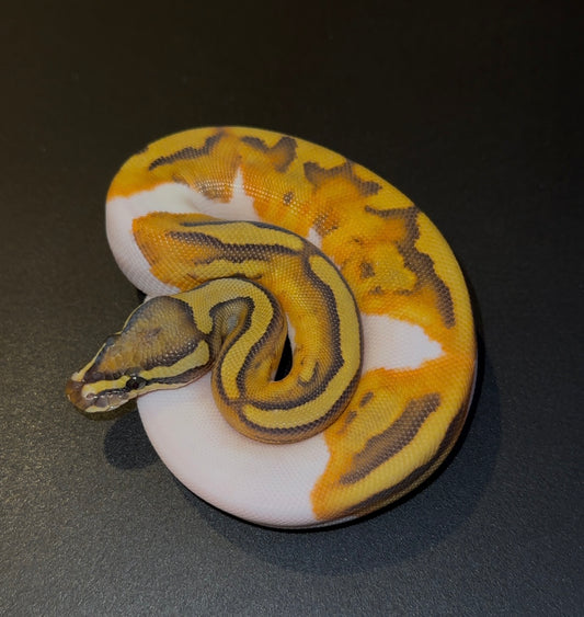 Enchi Hypo Pied macho