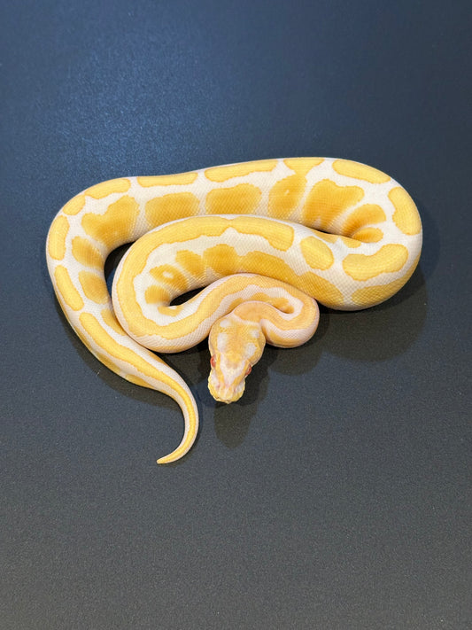 Albino het Pied poss Mahogany Macho