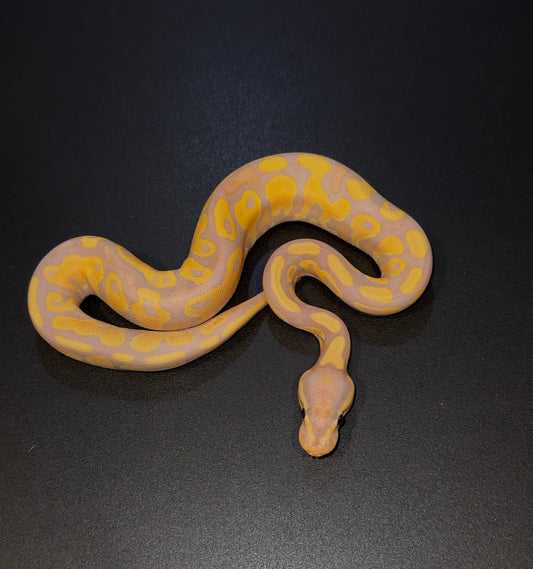 Banana YB hembra