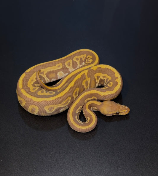 Blackhead Mystic Leopard Ultramel Macho
