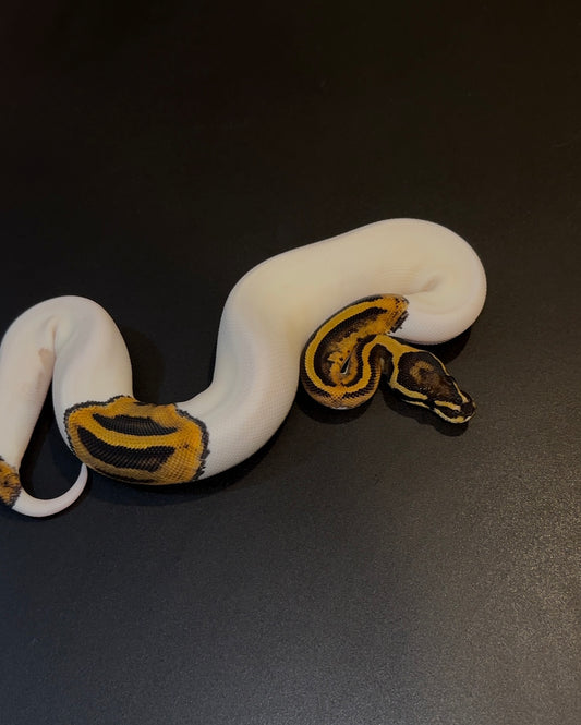 Pied het Ultramel (poss OD) hembra