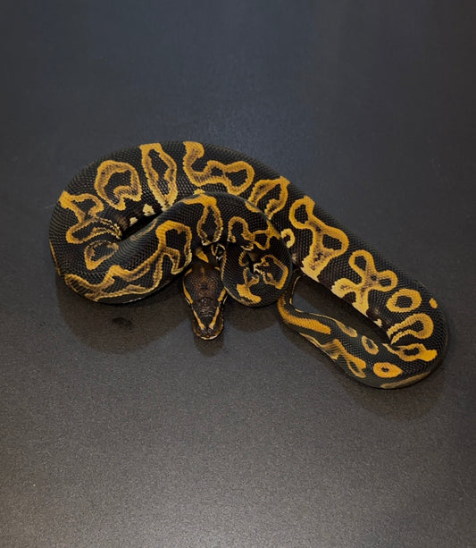 Hurricane Leopard het Clown macho