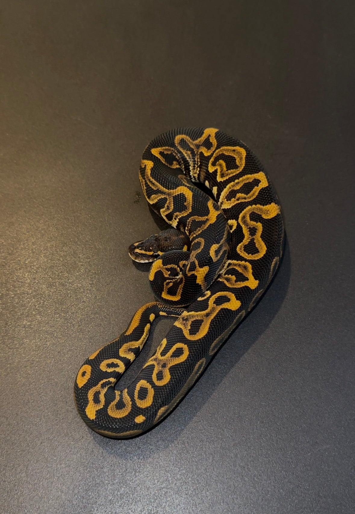 Hurricane Leopard het Clown macho