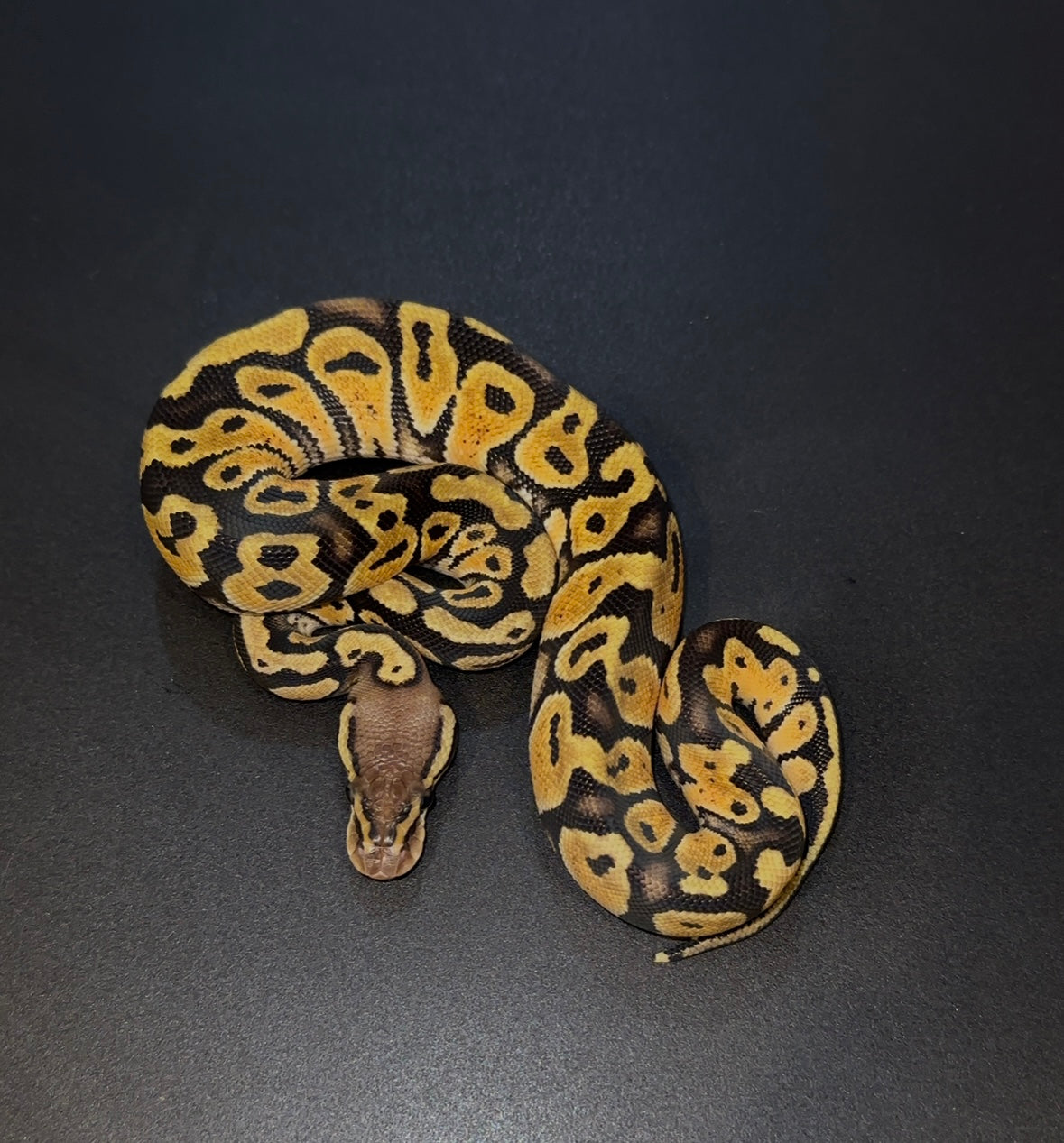 Pastel het Clown hembra