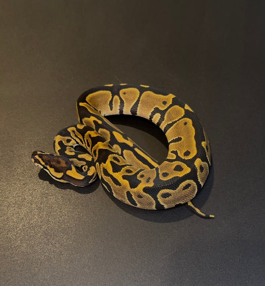 Leopard Blade het Clown hembra