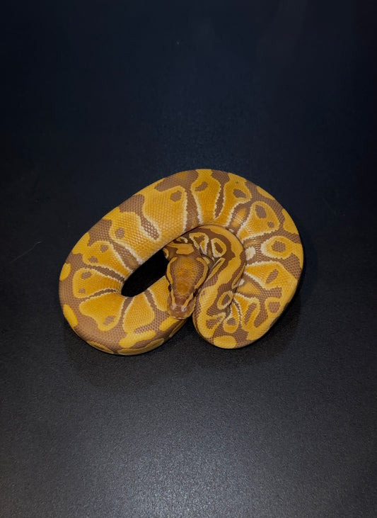 Ultramel doble het Hypo Pied poss het Clown macho