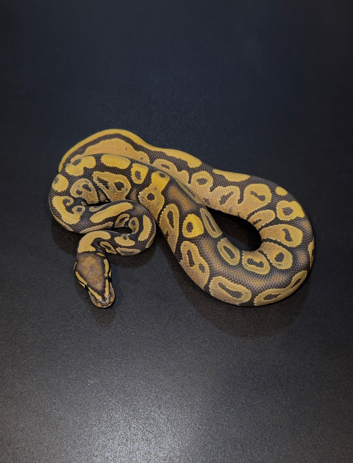 Hypo doble het Ultramel Pied macho (detalle cola)