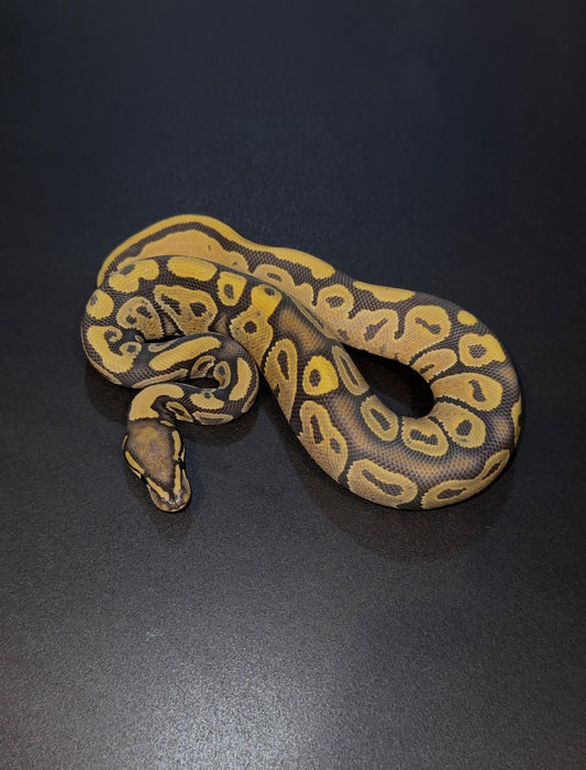 Hypo doble het Ultramel Pied macho (detalle cola)