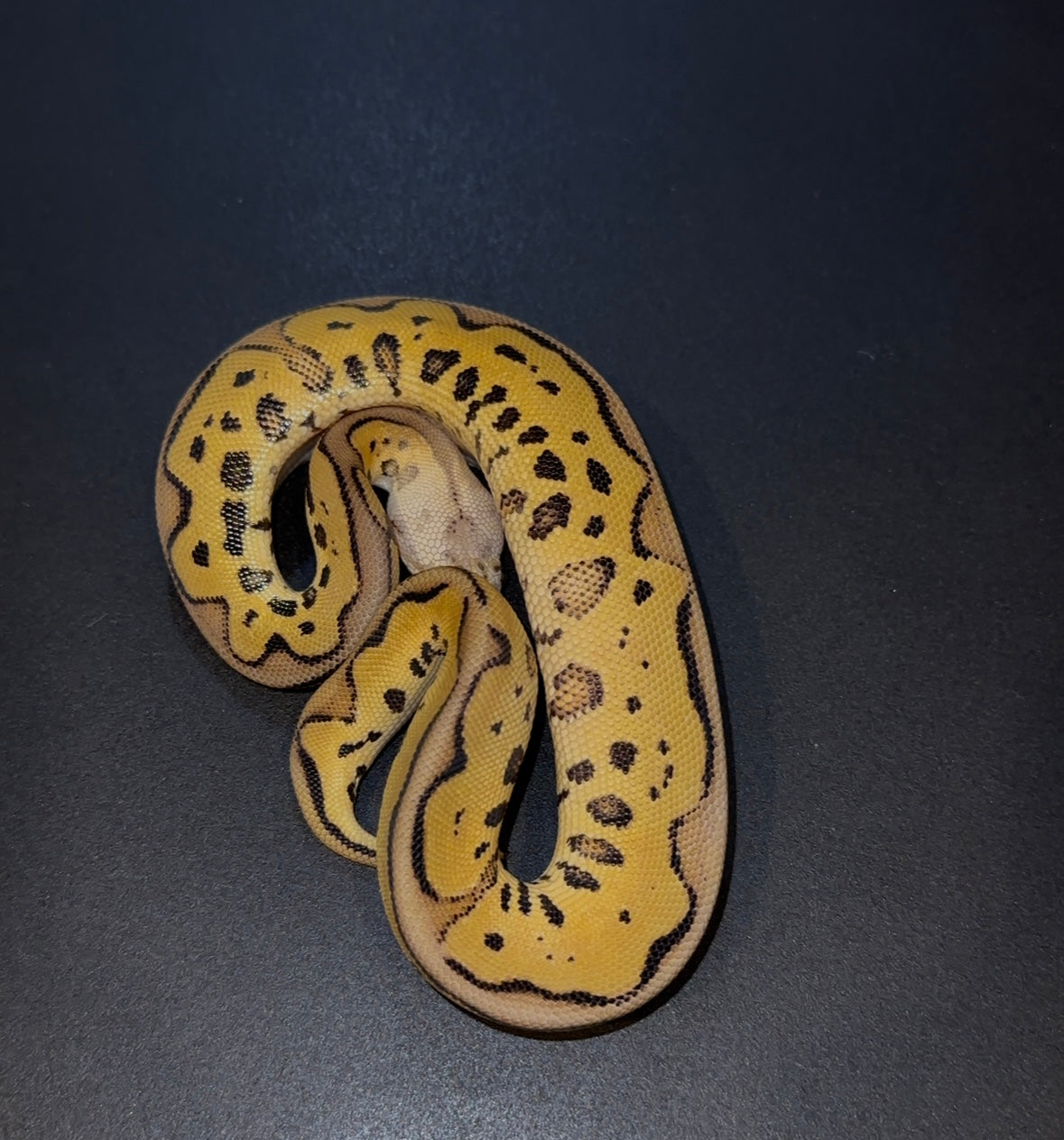 Pastel Leopard Specter poss Redstripe hembra