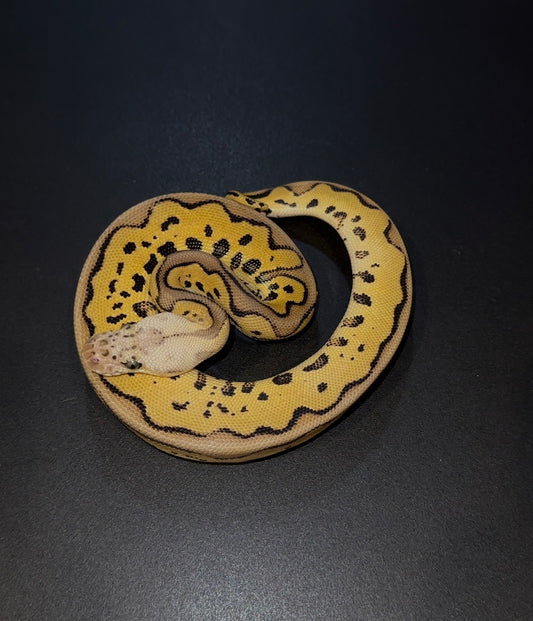 Pastel Leopard Specter poss Redstripe hembra