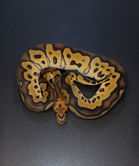 Clown doble het Ultramel Pied hembra