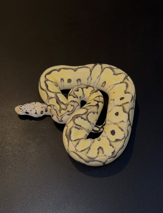 Pastel Desert Ghost Clown macho (350 gramos)