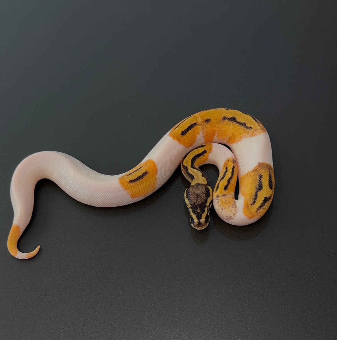 Pastel Orange Dream Pied het hypo macho