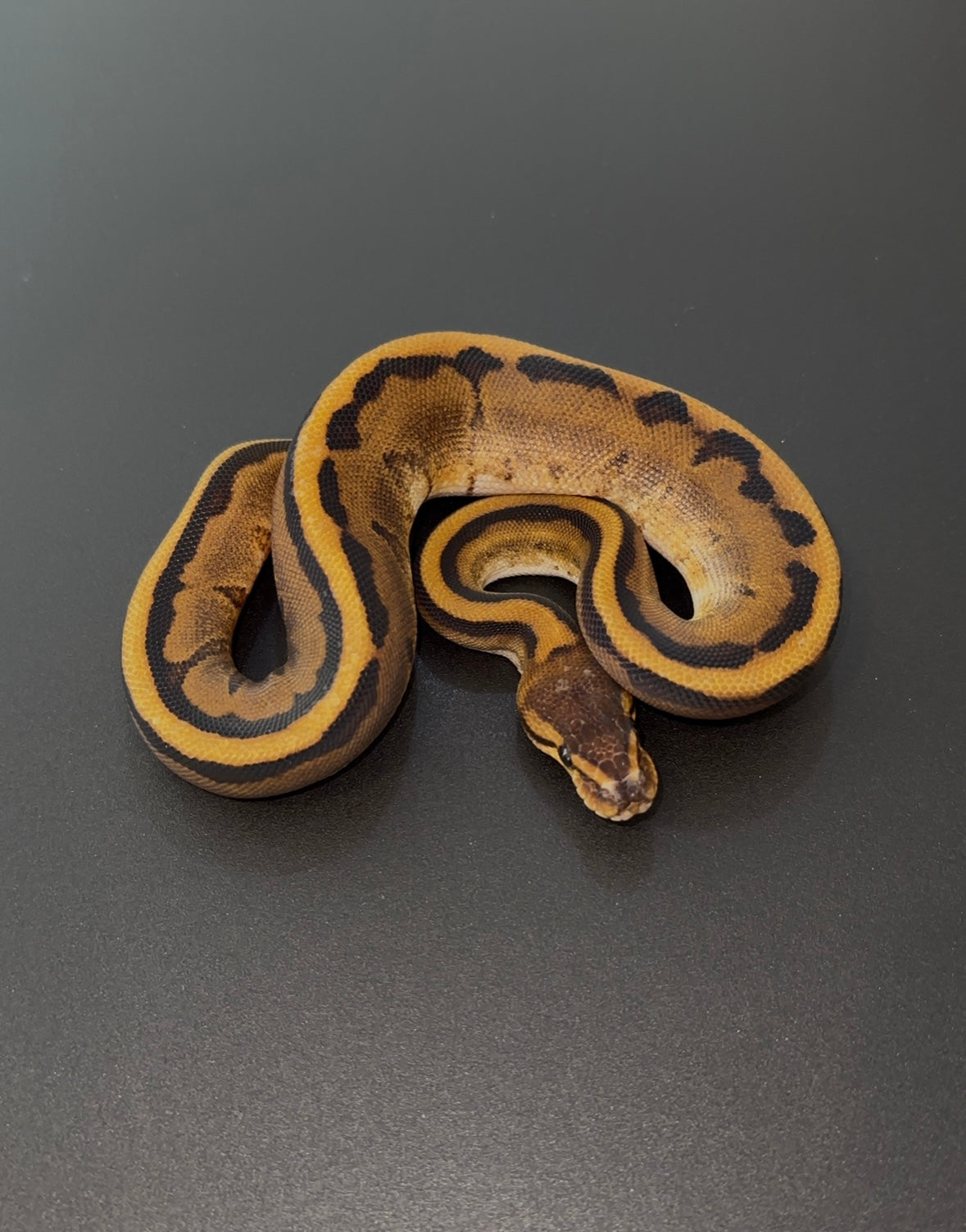 Genetic stripe Leopard 66% het DG Clown hembra