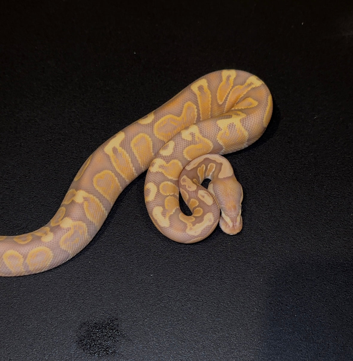 Banana GHI het Lavender Albino macho