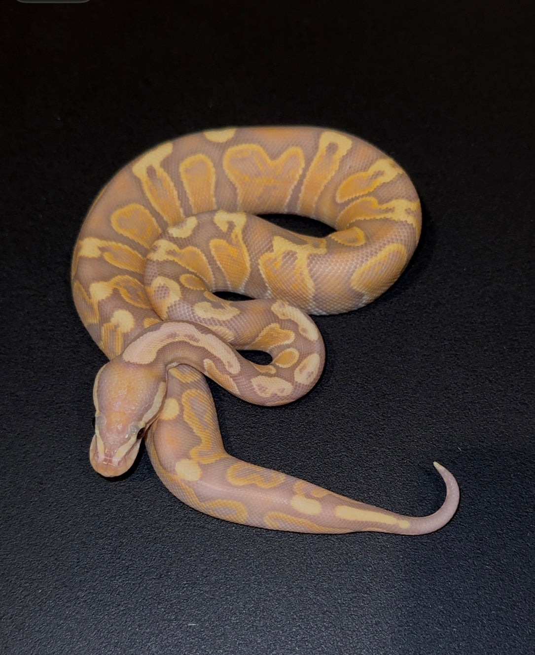 Banana GHI het Lavender Albino macho