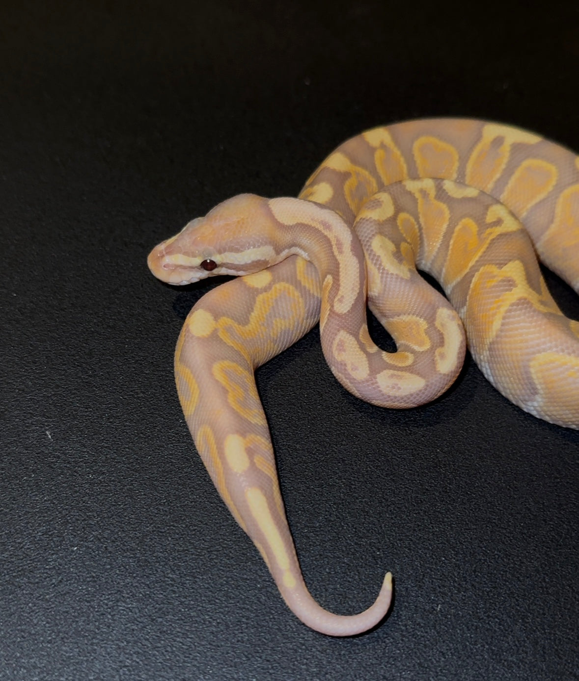 Banana GHI het Lavender Albino macho